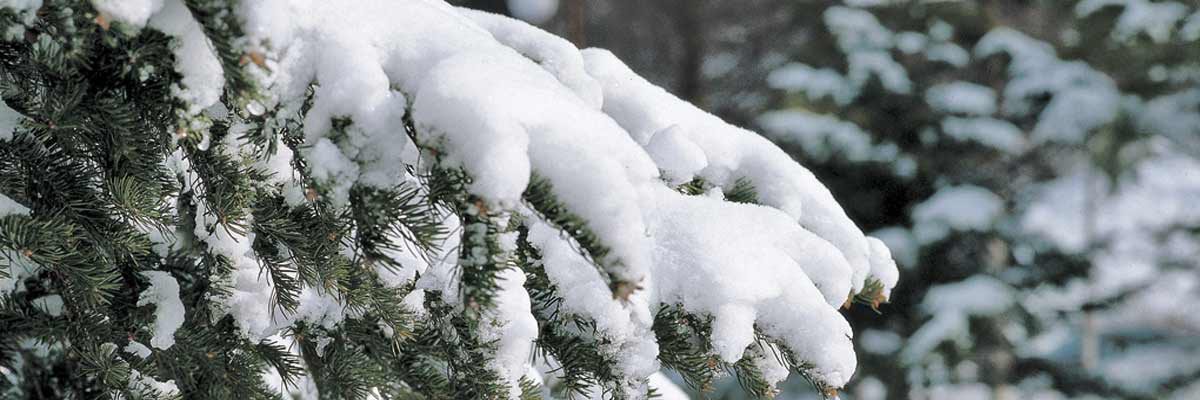 winter trees