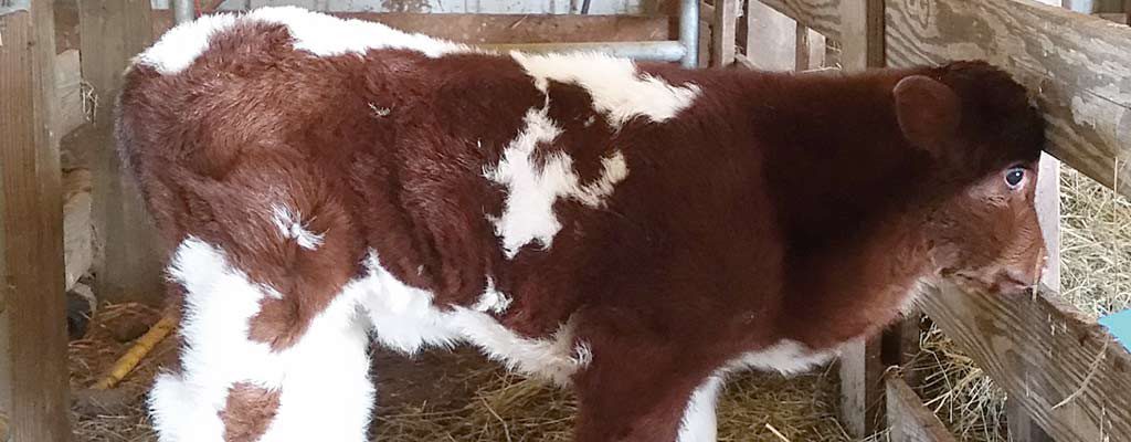 calf with heart defect