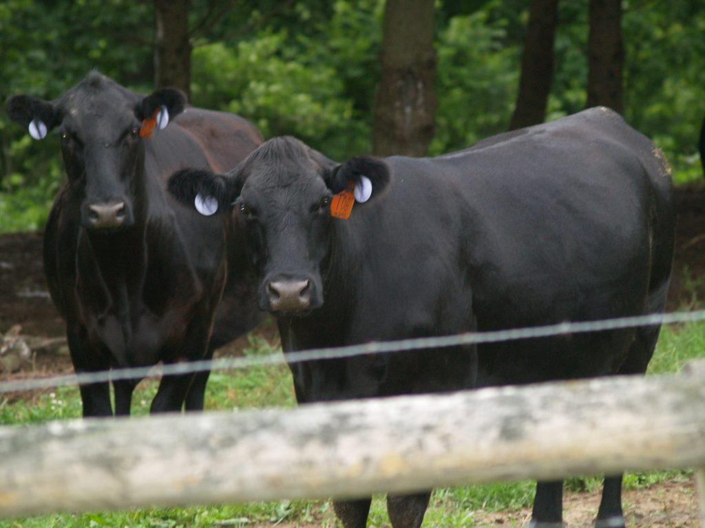 Black Angus