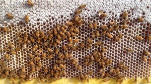Bees working in the Flow Frame