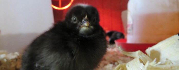 Dickie Bird Farm chick Dickie Bird Farm chick