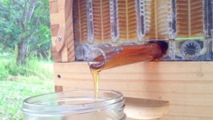 Honey draining out of the Flow Hive