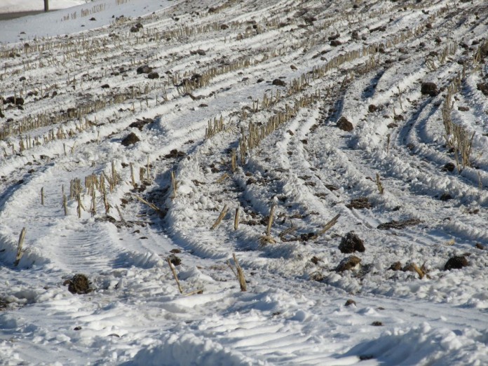 Manure field 1