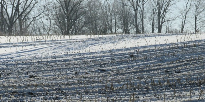 Manure field cropped