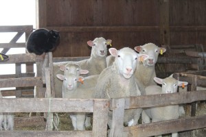 Miller sheep alone