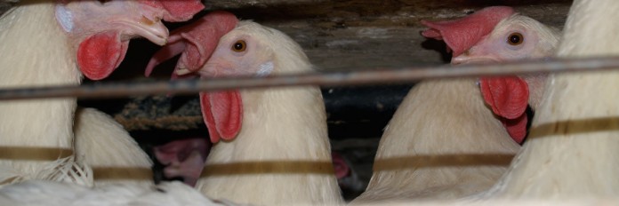 chickens chickens