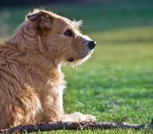 dog laying in grass