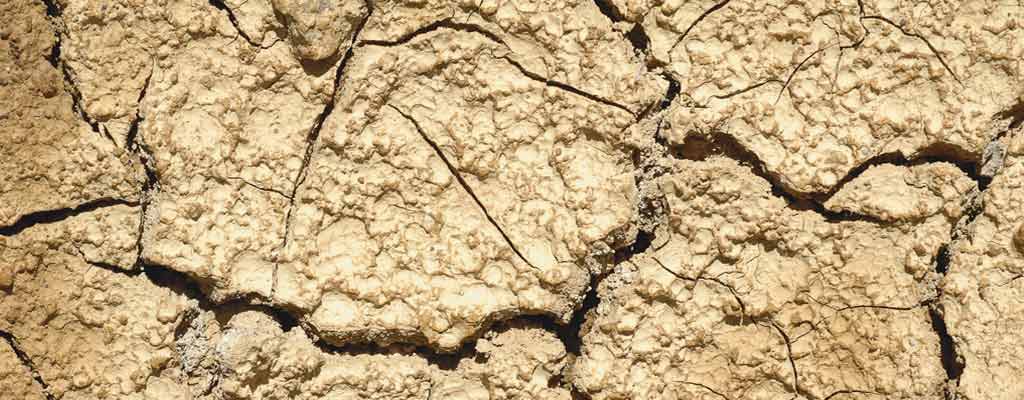 dry soil