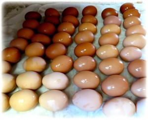 eggs