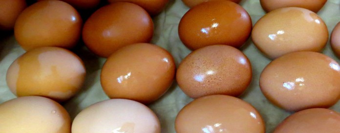 eggs eggs