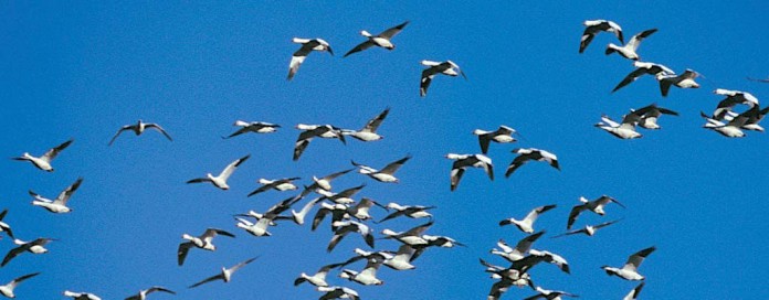 geese geese