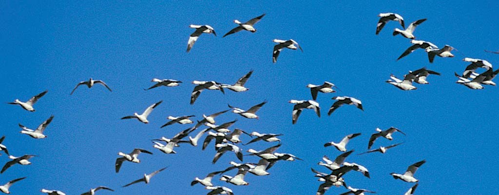 geese