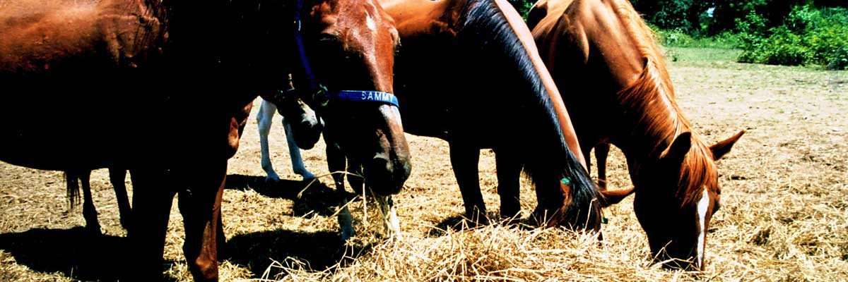 horses eating hay