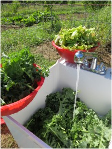 leafy greens