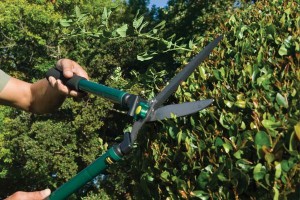 pruning