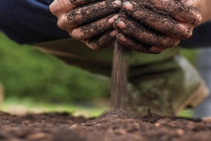 soil