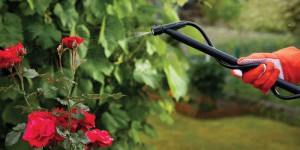 spraying fertilizer