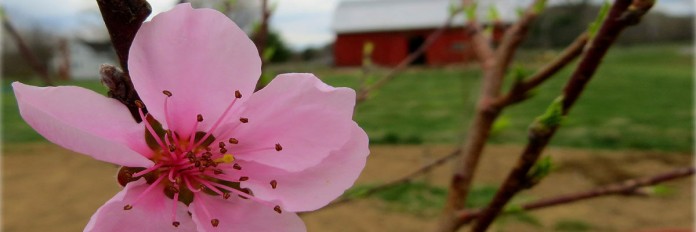spring blossom spring blossom