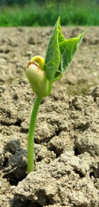 sprout