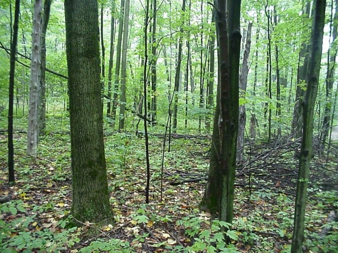 trees