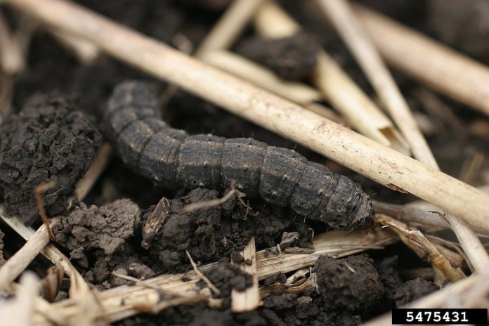 3c 4_30 black cutworm