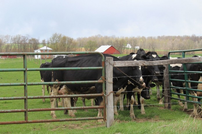 Cows Cows