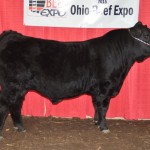 EMMA-Copenhagen-HB_HP-Bull-TAC_9218