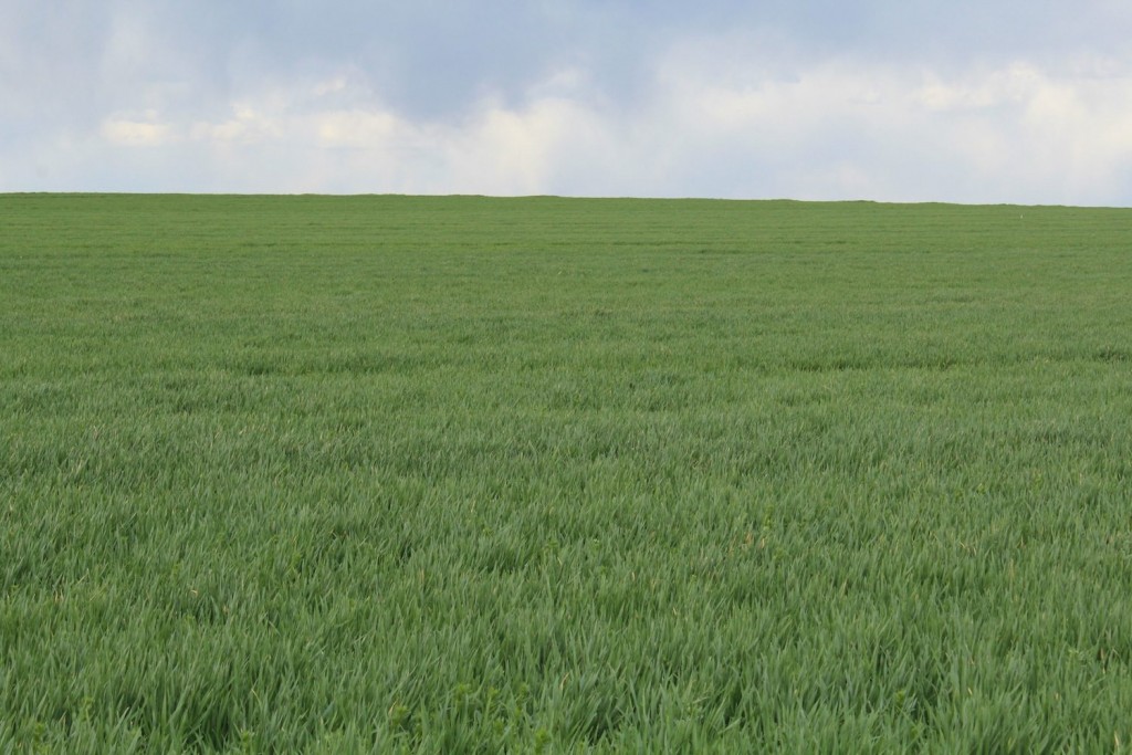 The winter wheat is beginning to green up. This field was spotted between Wooster and Orrville.