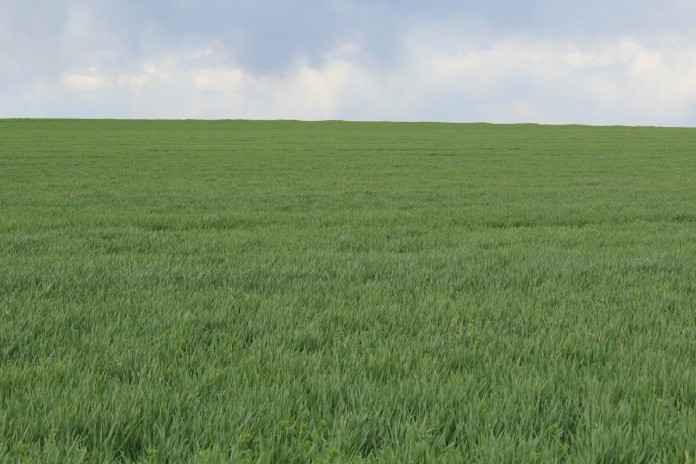 Wheat field wheat field