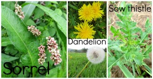 acidic soil