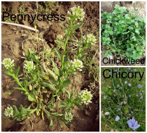 alkaline soil