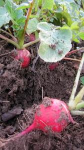 cherry belle radishes
