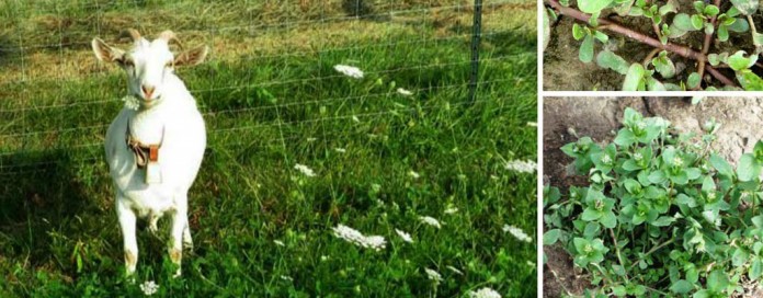 fertile soil weeds fertile soil weeds