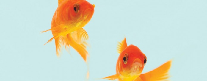 goldfish goldfish