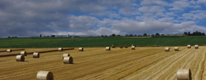 hay-field hay field