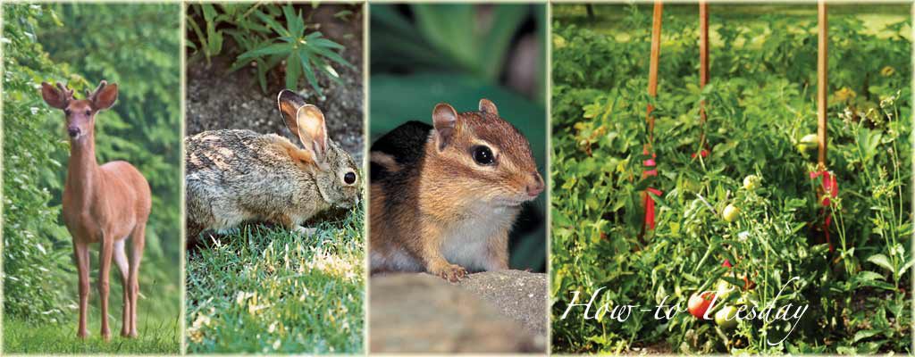 wildlife pests in the garden