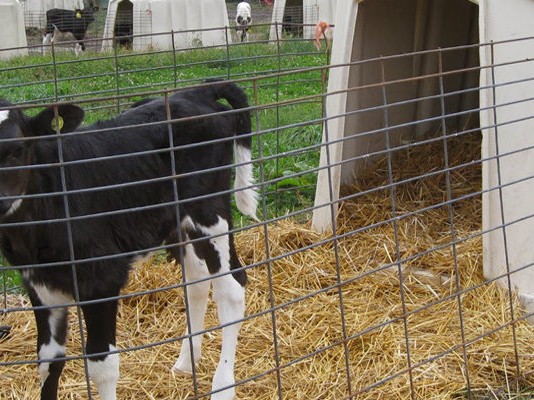 Calf in hutch