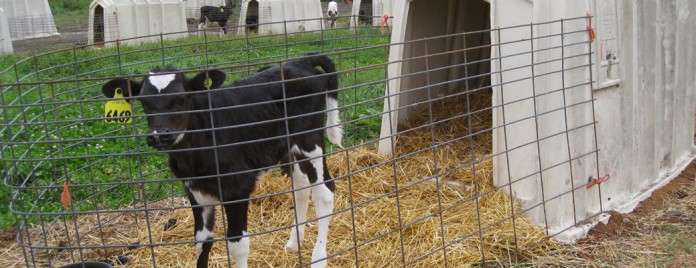 Calf in hutch Calf in hutch