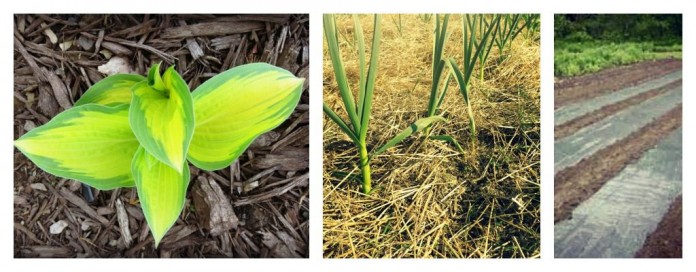 Mulch Collage Types of mulch
