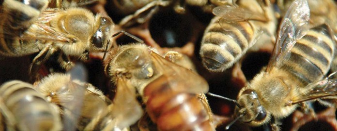 bees bees