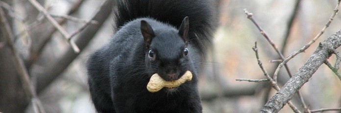 black squirrel.robertson.1200