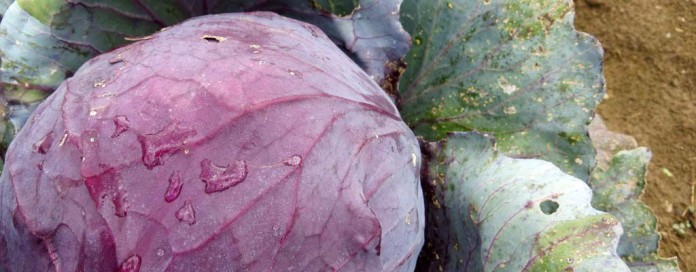 cabbage cabbage