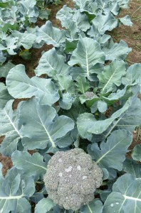 cauliflower