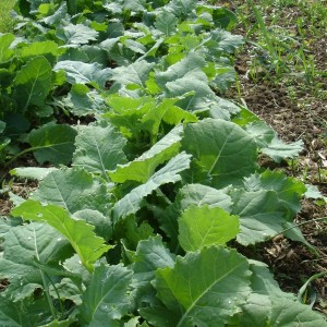 early kale