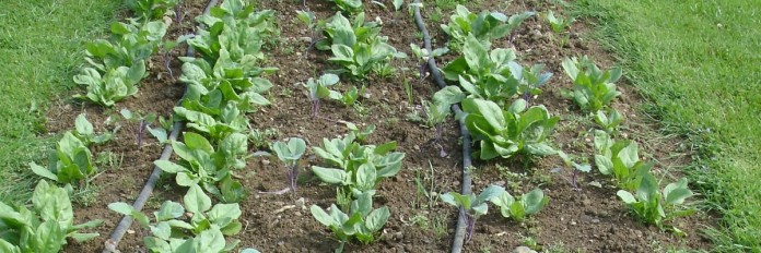 early spinach
