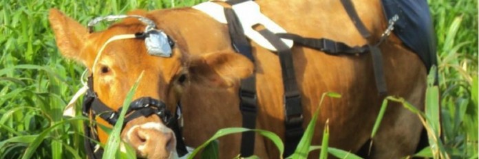 grazing col.1200