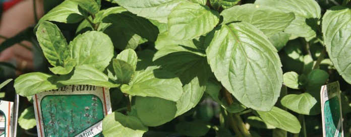 mint plant mint plant