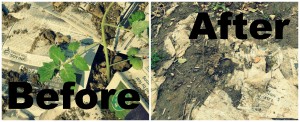 newspaper mulch