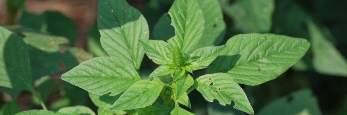 palmer amaranth.ud.1200