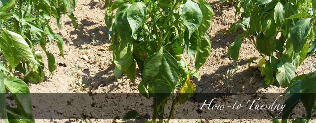 pepper plants